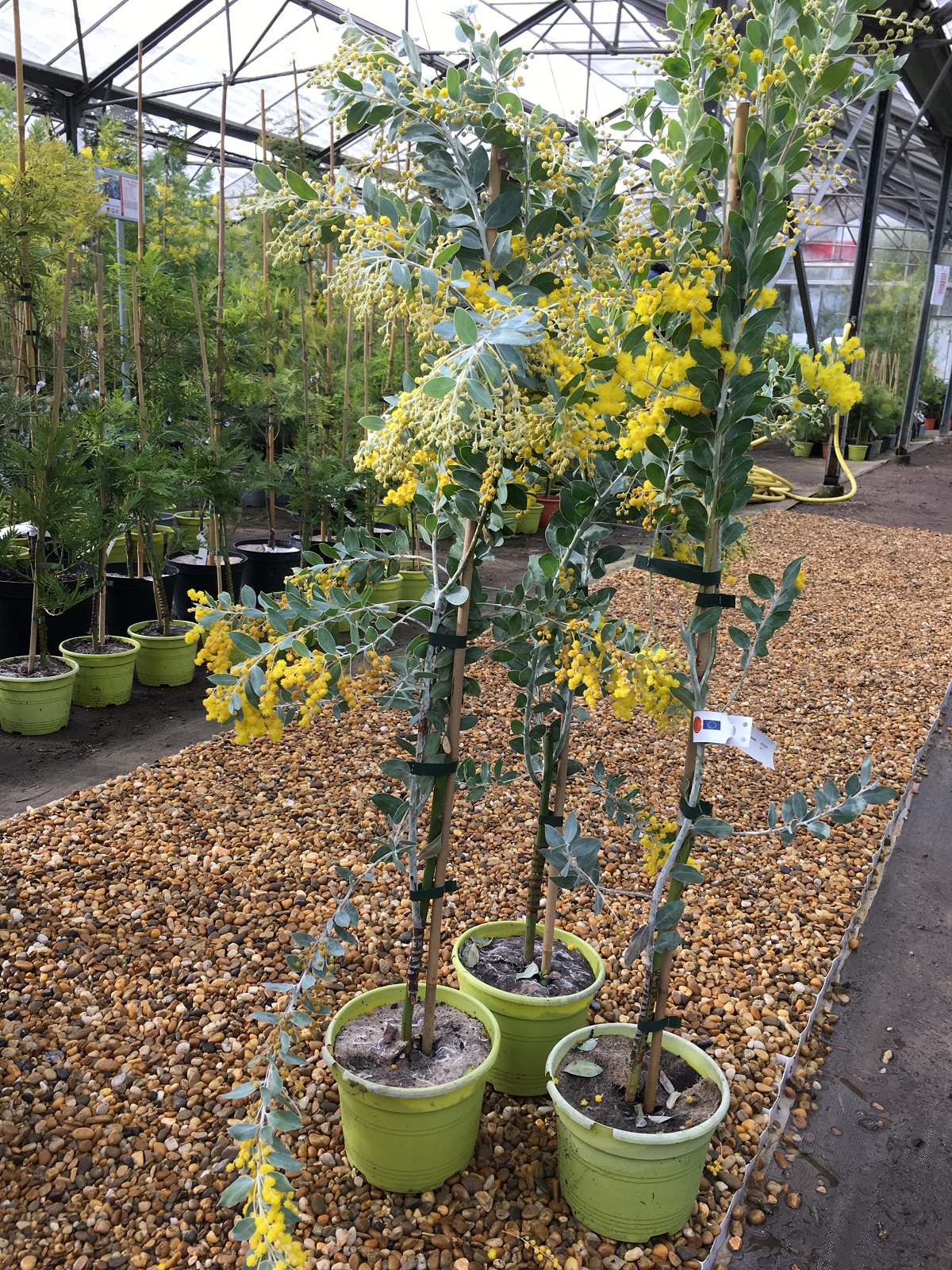 Mimosa - Acacia podalyriifolia2 (1)