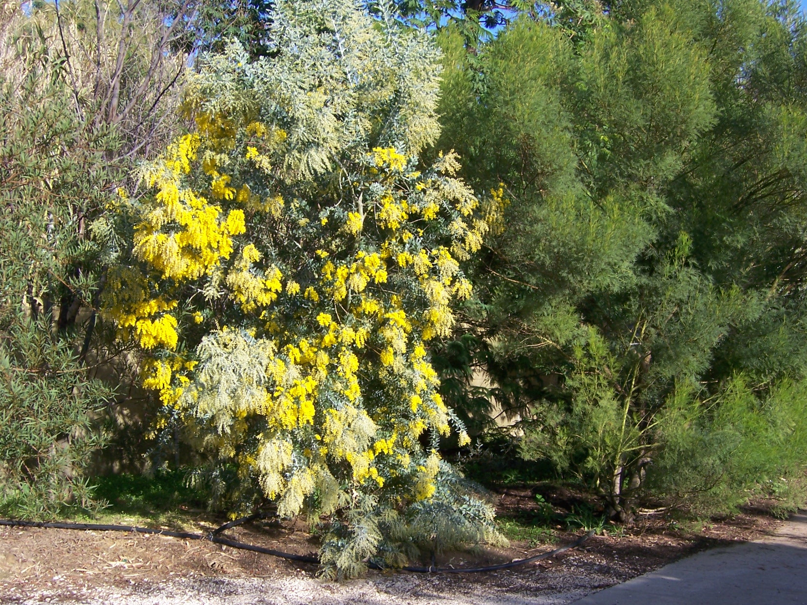 acacia-podalyriifolia-syn-moutteana (4)