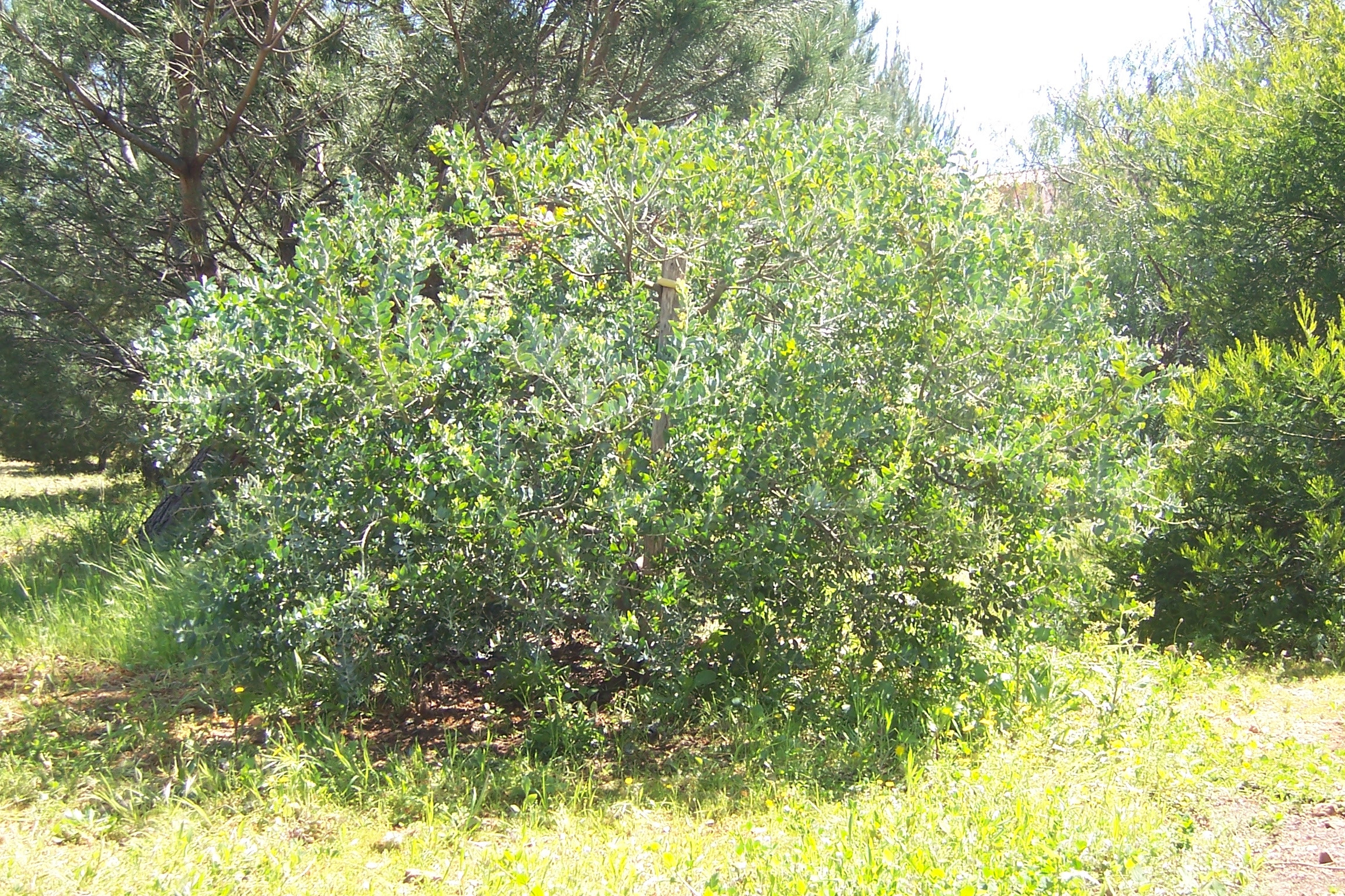 acacia-podalyriifolia-syn-moutteana (2)