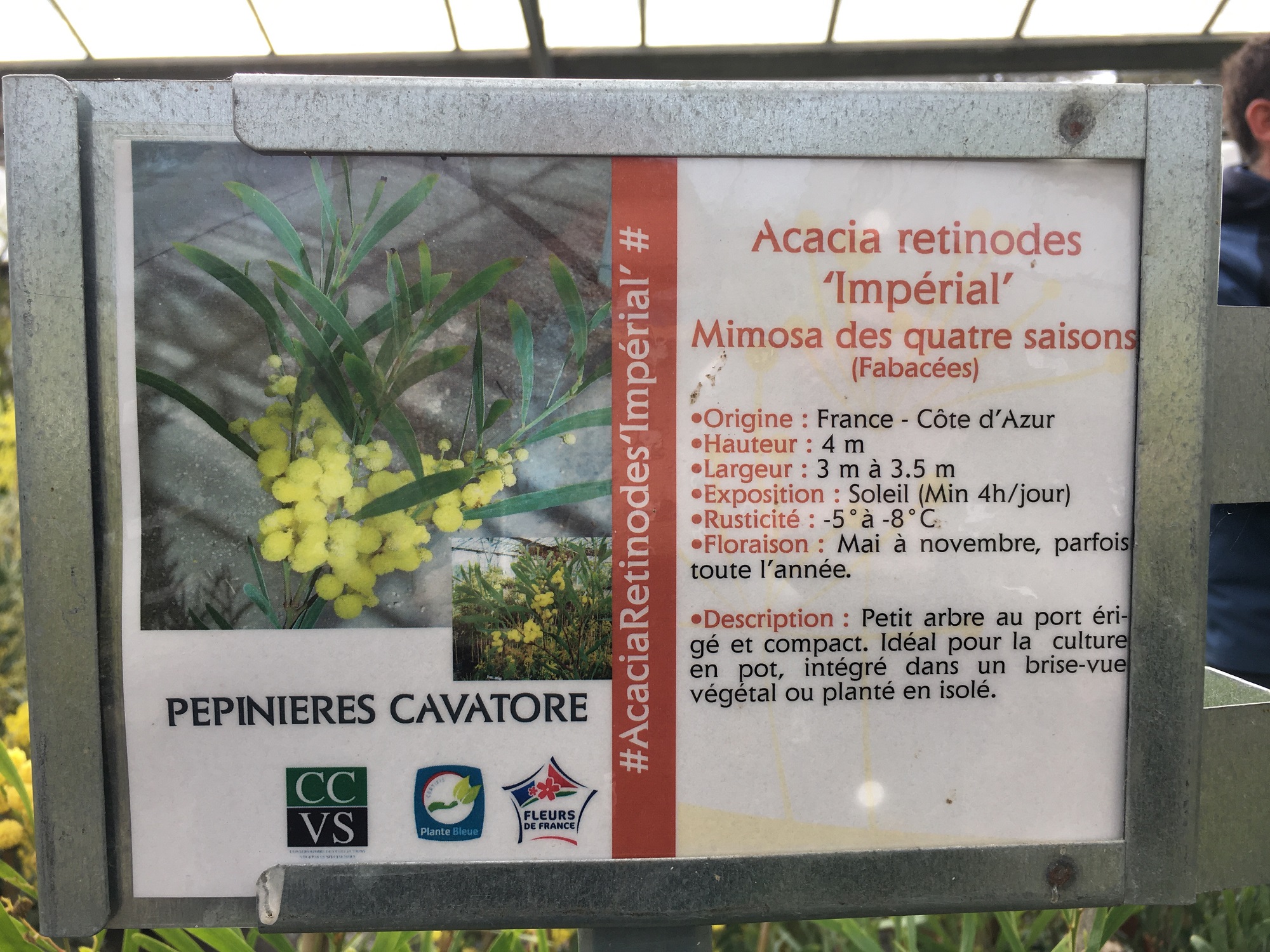 Mimosa - Acacia retinodes Imperial (1)
