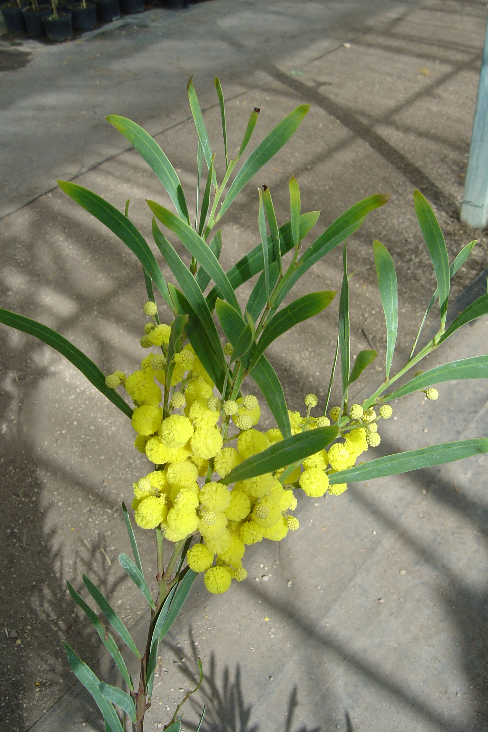 acacia-retinodes-imperial- (2)