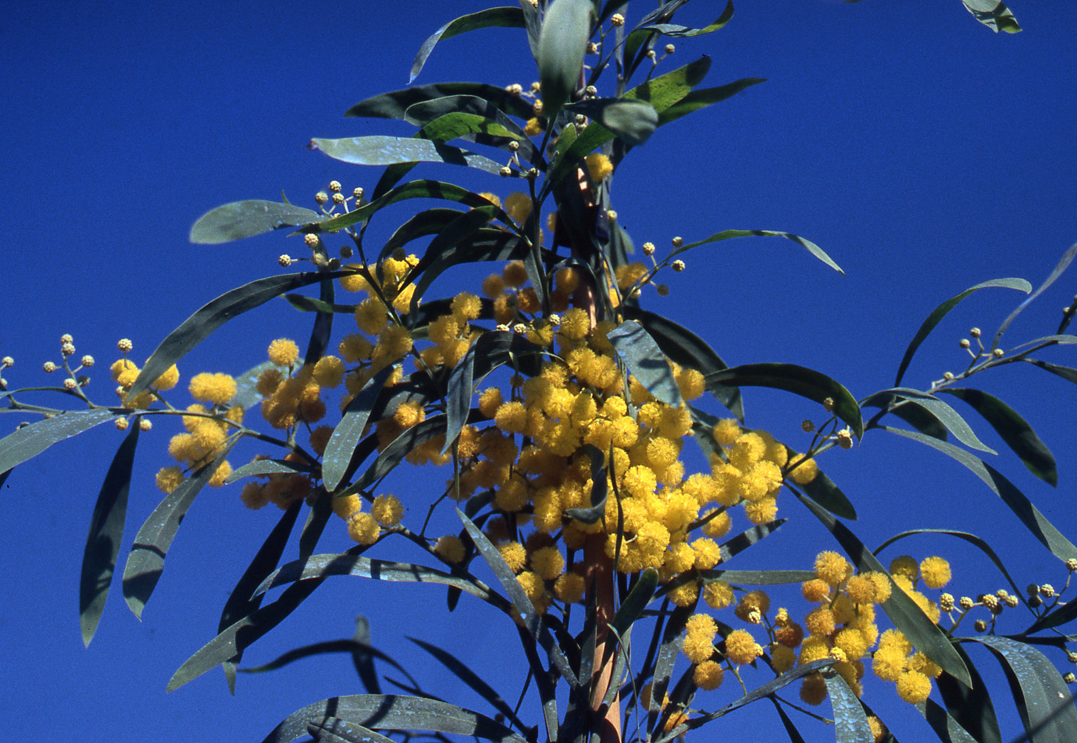 acacia-retinodes-imperial- (1)