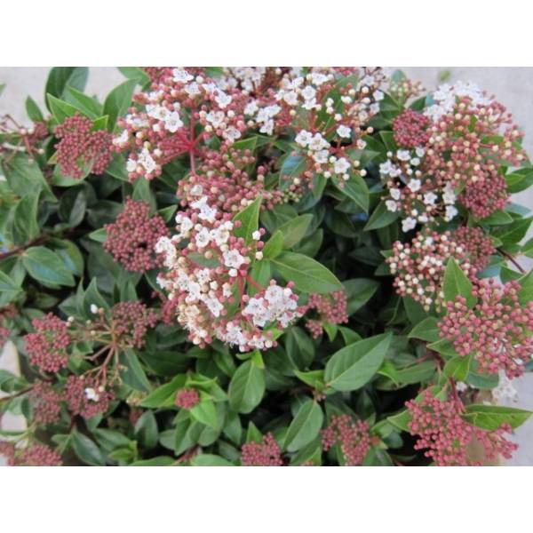 viburnum-tinus c10 2