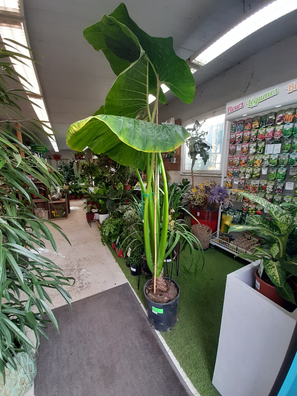 Alocasia Odora la jardinerie de pessicart nice