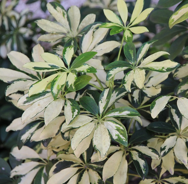 schefflera la jardienerie de pessicart Nice Livraison de plantes a domicile 2