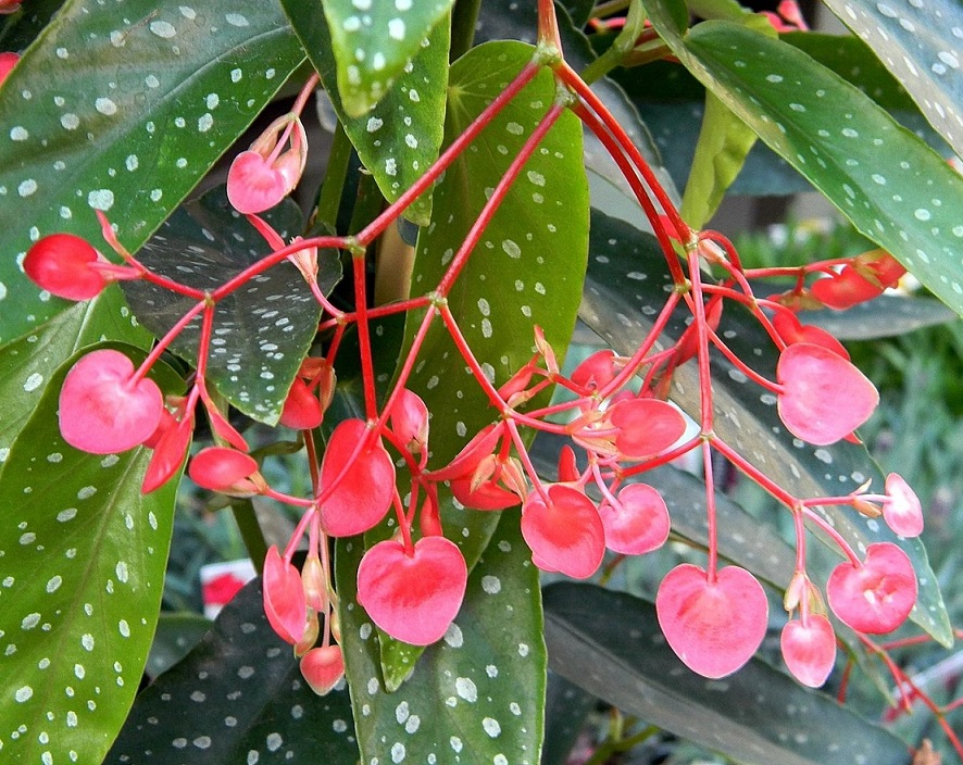 begonia corallina- La jardinerie de pessicart nice - Livraison a domicile nice 06 plantes vertes terres terreaux jardinage