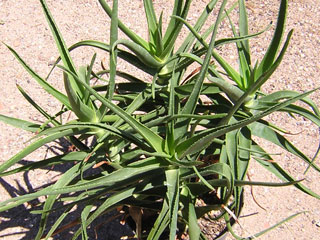 aloe striatulata2- La jardinerie de pessicart nice - Livraison a domicile nice 06 plantes vertes terres terreaux jardinage arbres cactus
