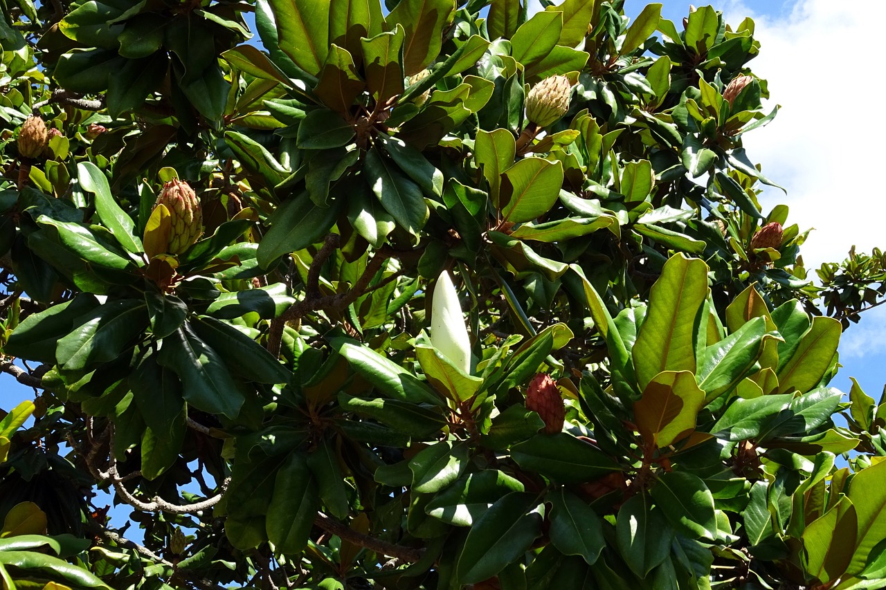 magnolia grandiflora 3 - La jardinerie de pessicart nice - Livraison a domicile nice 06 plantes vertes terres terreaux jardinage arbres cactus