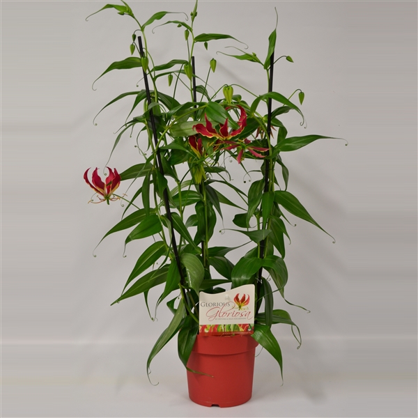 gloriosa superba plante fleurie idée cadeau - La jardinerie de pessicart nice - Livraison a domicile nice 06 plantes vertes terres terreaux jardinage arbres cactus