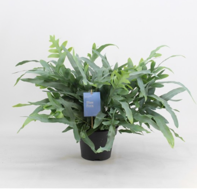 Phlebodium aureum blue star 2 - La jardinerie de pessicart nice - Livraison a domicile nice 06 plantes vertes terres terreaux jardinage arbres cactus