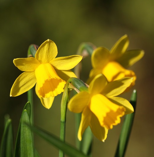 narcissus - La jardinerie de pessicart nice - Livraison a domicile nice 06 plantes vertes terres terreaux jardinage arbres cactus