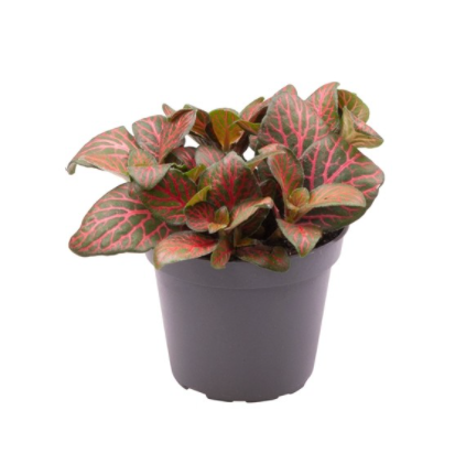 Fittonia 2 - La jardinerie de pessicart nice - Livraison a domicile nice 06 plantes vertes terres terreaux jardinage