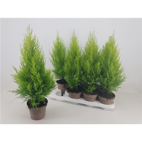 cupressus - La jardinerie de pessicart nice - Livraison a domicile nice 06 plantes vertes terres terreaux jardinage arbres cactus