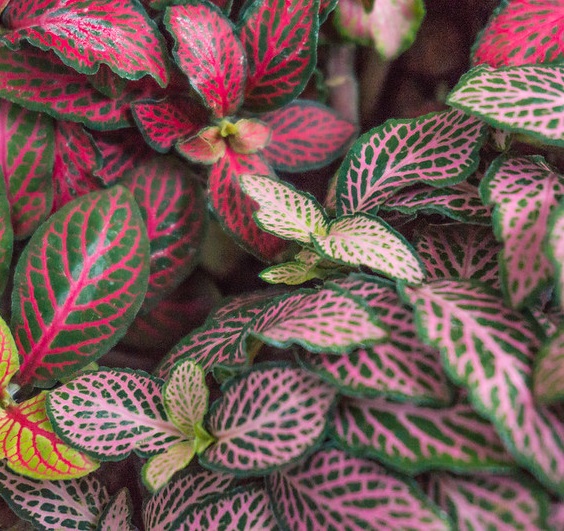 Fittonia 3 - La jardinerie de pessicart nice - Livraison a domicile nice 06 plantes vertes terres terreaux jardinage