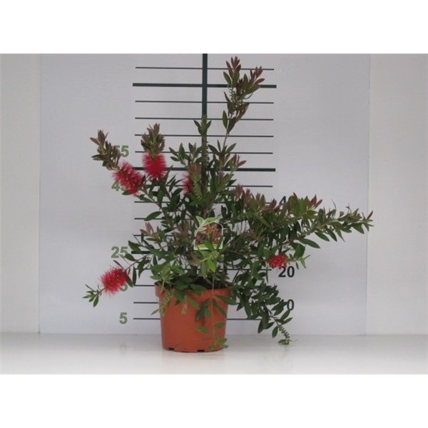 Rince-bouteille Callistemon laevis - Le Comptoir Vert