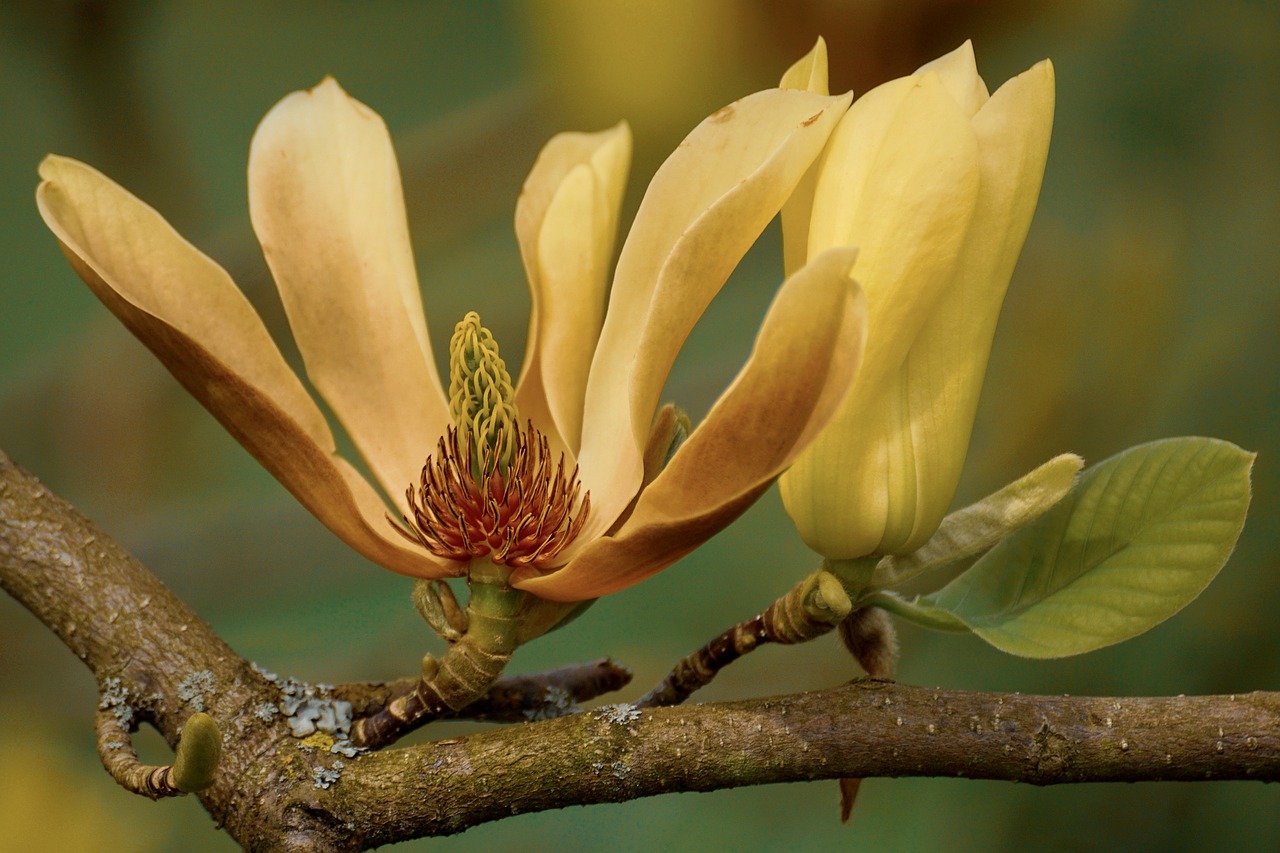 magnolia jaune - La jardinerie de pessicart nice - Livraison a domicile nice 06 plantes vertes terres terreaux jardinage arbres cactus