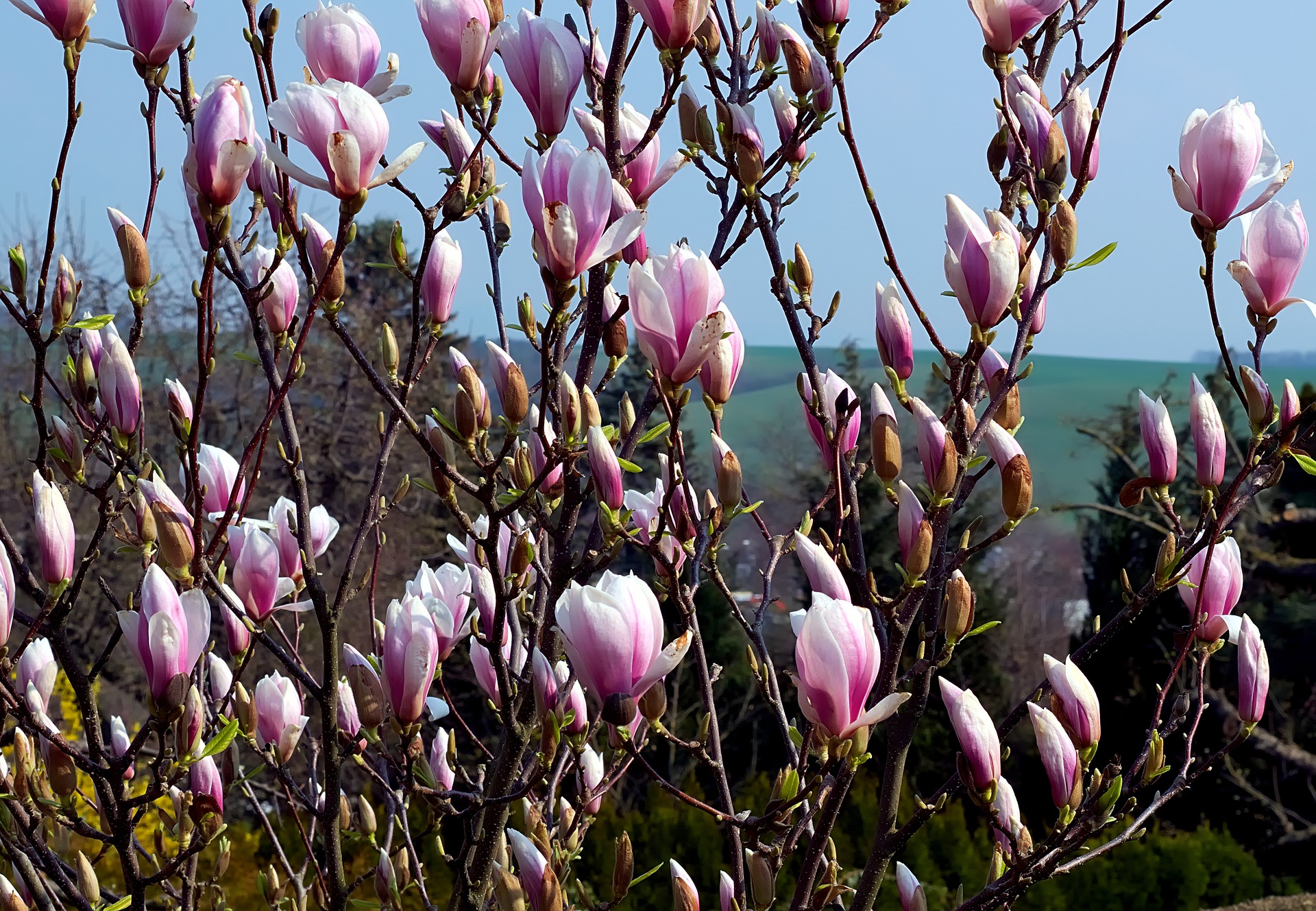 magnolia 2 - La jardinerie de pessicart nice - Livraison a domicile nice 06 plantes vertes terres terreaux jardinage arbres cactus