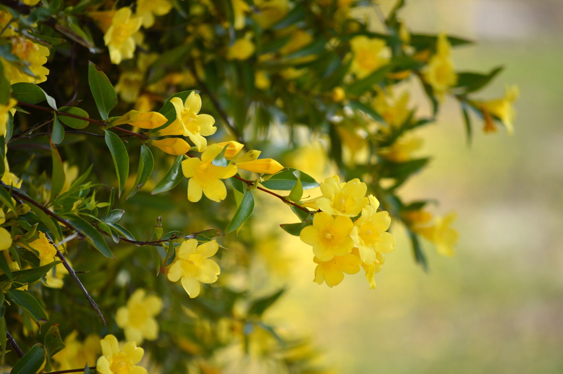 jasmin jaune italie - La jardinerie de pessicart nice - Livraison a domicile nice 06 plantes vertes terres terreaux jardinage arbres cactus