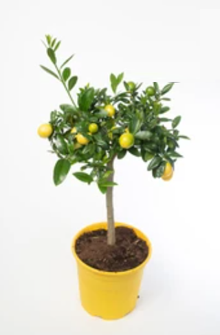 limequat citrus 2 - La jardinerie de pessicart nice - Livraison a domicile nice 06 plantes vertes terres terreaux jardinage