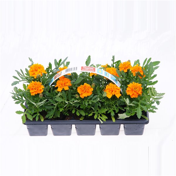 Oeillet dinde tagetes 2 - La jardinerie de pessicart nice - Livraison a domicile nice 06 plantes vertes terres terreaux jardinage arbres cactus