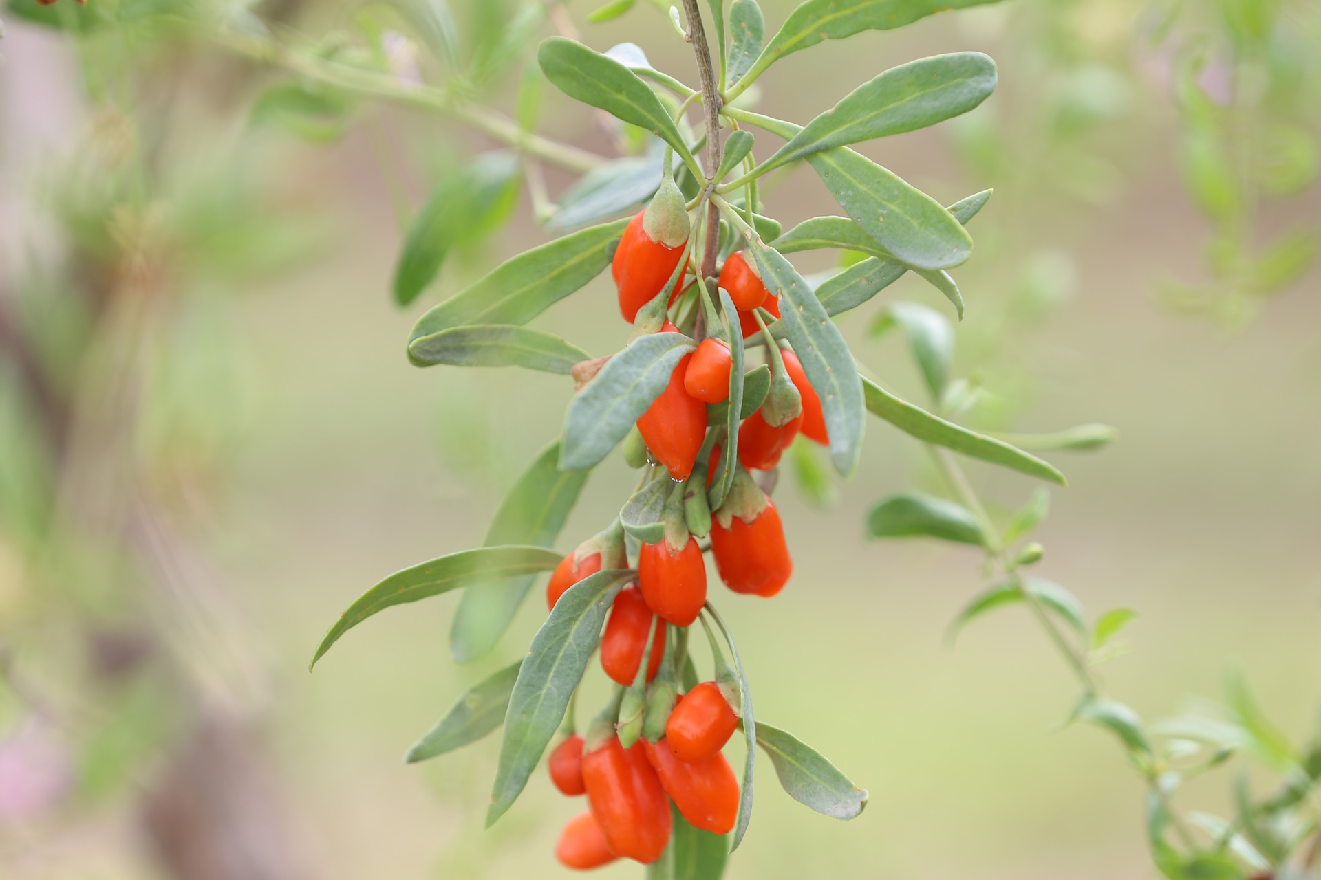 3 Plants De Baie De Goji (Lycium Barbarum) - Rustiques, En Pot 9 Cm - Plantes Fruitières Pour Jardin Ou Balcon