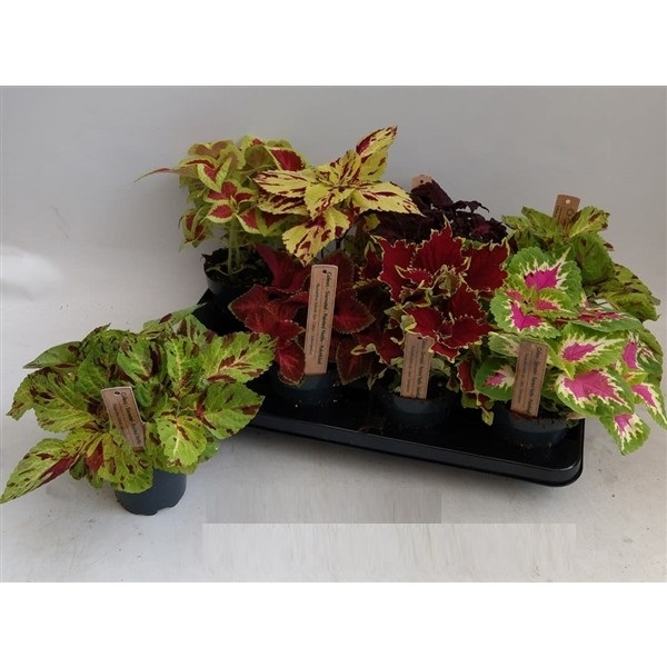 coleus  2 -  La jardinerie de pessicart nice - Livraison a domicile nice 06 plantes vertes terres terreaux jardinage arbres cactus