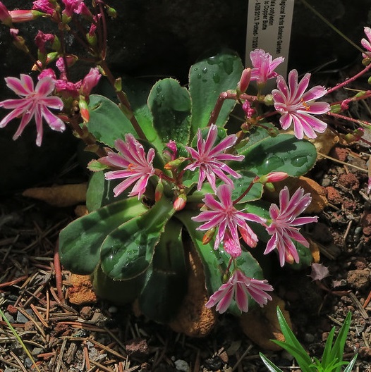 lewisia - La jardinerie de pessicart nice - Livraison a domicile nice 06 plantes vertes terres terreaux jardinage arbres cactus