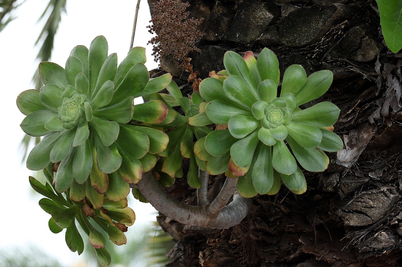 aeonium vert  2- La jardinerie de pessicart nice - Livraison a domicile nice 06 plantes vertes terres terreaux jardinage arbres cactus