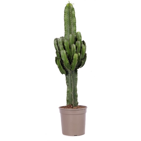 Cactus - Euphorbe