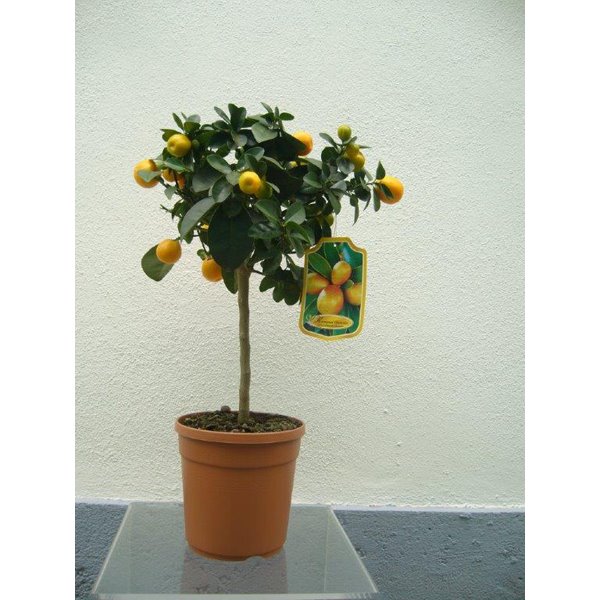 Kumquat 3 - La jardinerie de pessicart nice - Livraison a domicile nice 06 plantes vertes terres terreaux jardinage arbres cactus