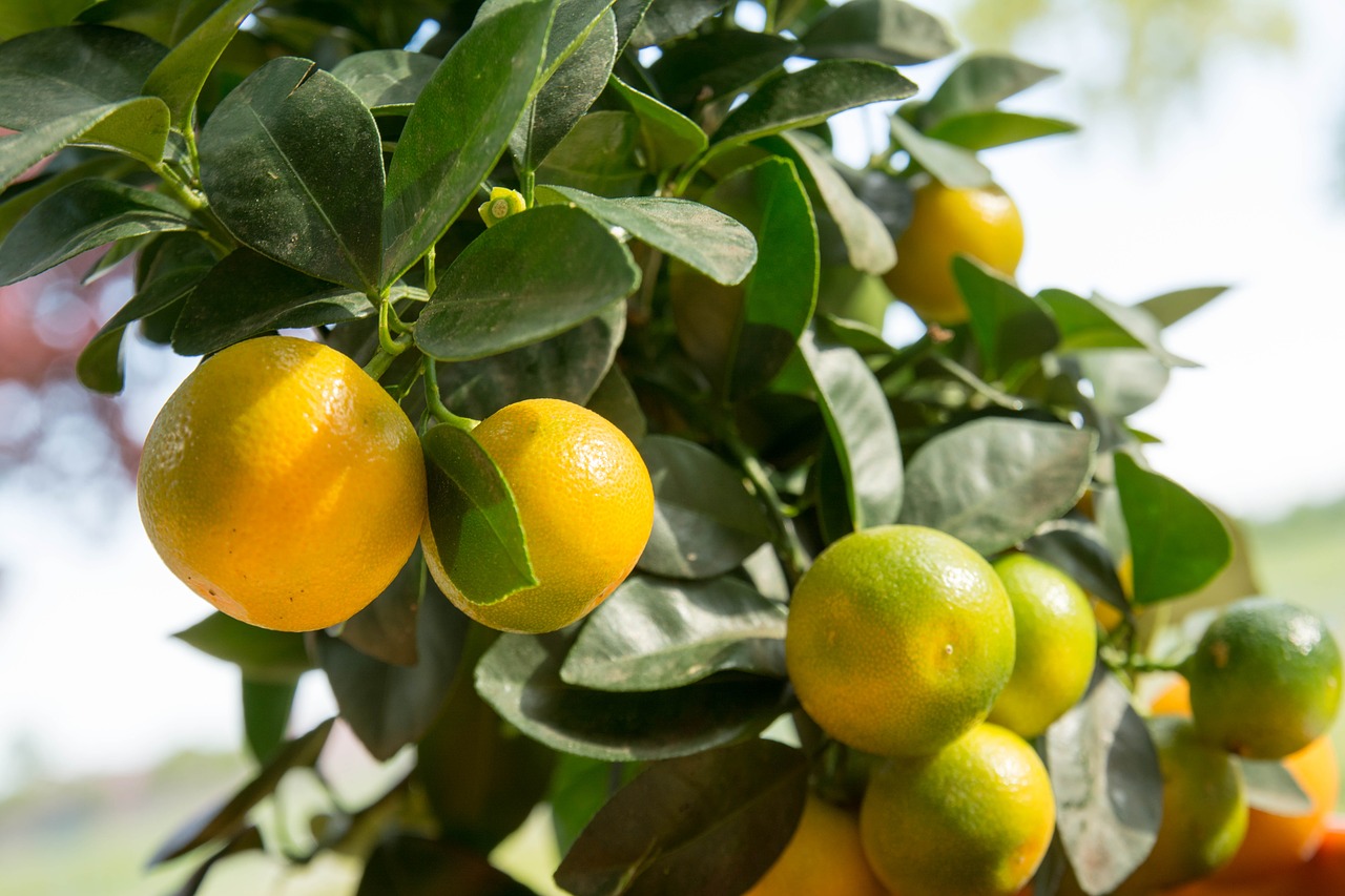 Calamondin agrumes - Image par Michael Matera de Pixabay  - La jardinerie de pessicart nice - Livraison a domicile nice 06 plantes vertes terres terreaux jardinage arbres cactus