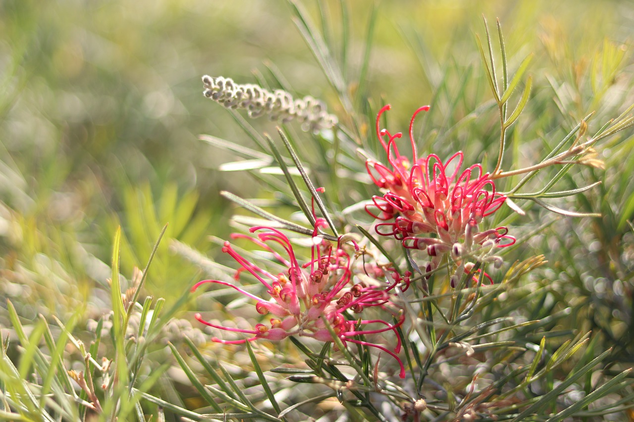 grevillea grevillier - Image par Shaun F de Pixabay - La jardinerie de pessicart nice - Livraison a domicile nice 06 plantes vertes terres terreaux jardinage arbres cactus
