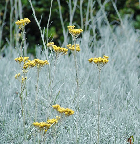 immortelle curry aromatique - Photo credit It's No Game on VisualHunt.com-  La jardinerie de pessicart nice - Livraison a domicile nice 06 plantes vertes terres terreaux jardinage arbres cactus