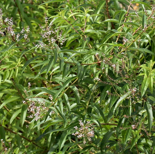 Verveine citronnelle - Photo credit M. Martin Vicente on VisualHunt.com- La jardinerie de pessicart nice - Livraison a domicile nice 06 plantes vertes terres terreaux jardinage arbres cactus
