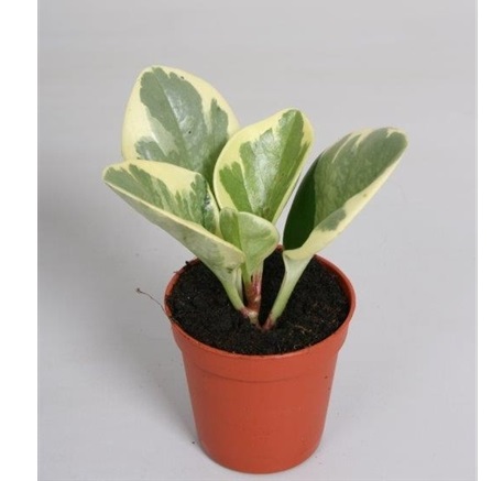 peperomia obtusifolia usa - La jardinerie de pessicart nice - Livraison a domicile nice 06 plantes vertes terres terreaux jardinage