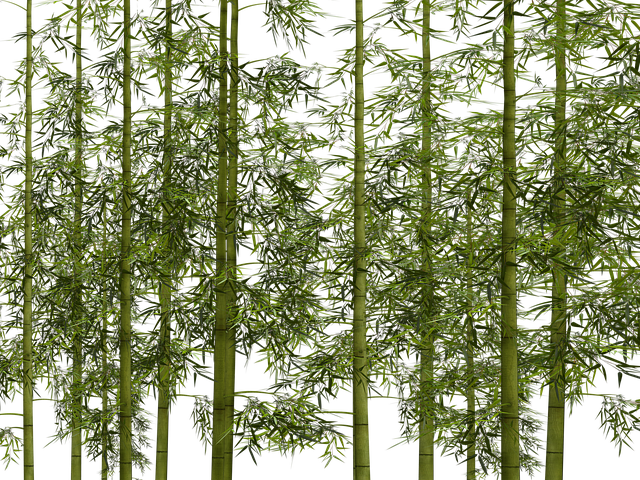 bambou la jardinerie de pessicart 06100 Nice