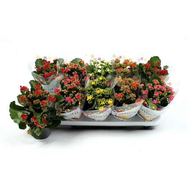 Kalanchoe - La jardinerie de pessicart nice - Livraison a domicile nice 06 plantes vertes terres terreaux jardinage arbres cactus