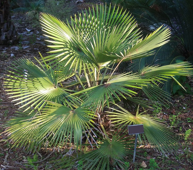 Livistonia - palmier - Photo credit cultivar413 on VisualhuntCo - La jardinerie de pessicart nice - Livraison a domicile nice 06 plantes vertes terres terreaux jardinage arbres cactus