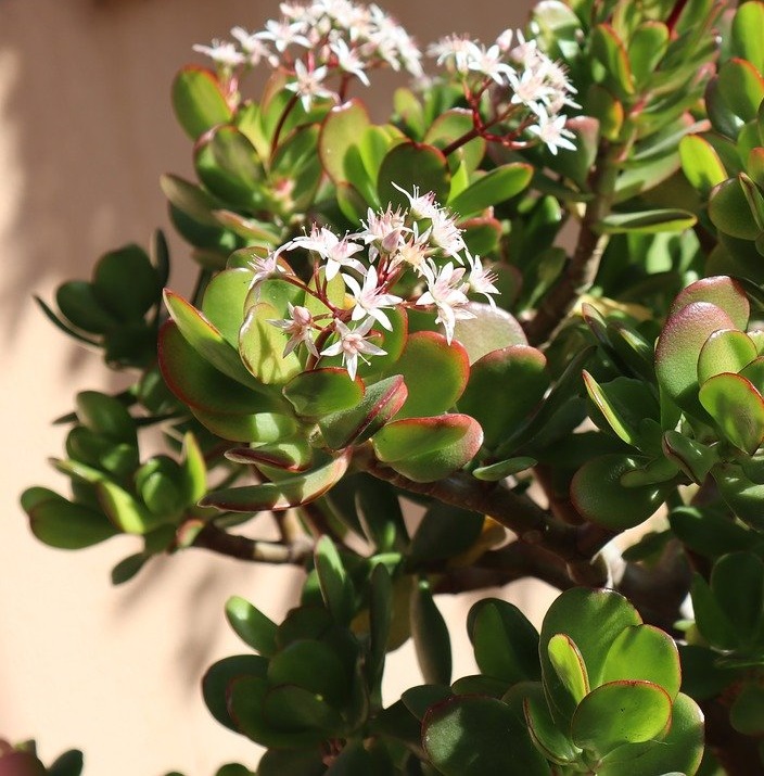 arbre de jade - Crassula - Image par TuJardínDesdeCero de Pixabay  - La jardinerie de pessicart nice - Livraison a domicile nice 06 plantes vertes terres terreaux jardinage arbres cactus