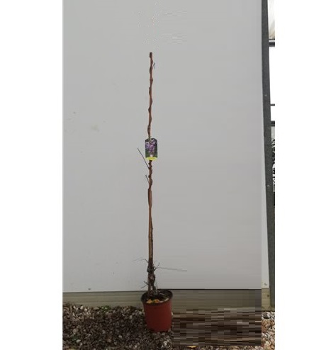 Glycine - wisteria - La jardinerie de pessicart nice - Livraison a domicile nice 06 plantes vertes terres terreaux jardinage arbres cactus