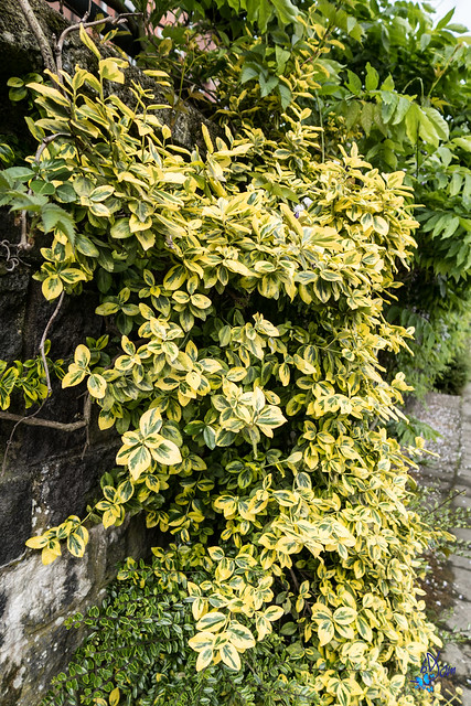 fusain bicolor - Photo credit bDom on Visualhunt- La jardinerie de pessicart nice - Livraison a domicile nice 06 plantes vertes terres terreaux jardinage arbres cactus