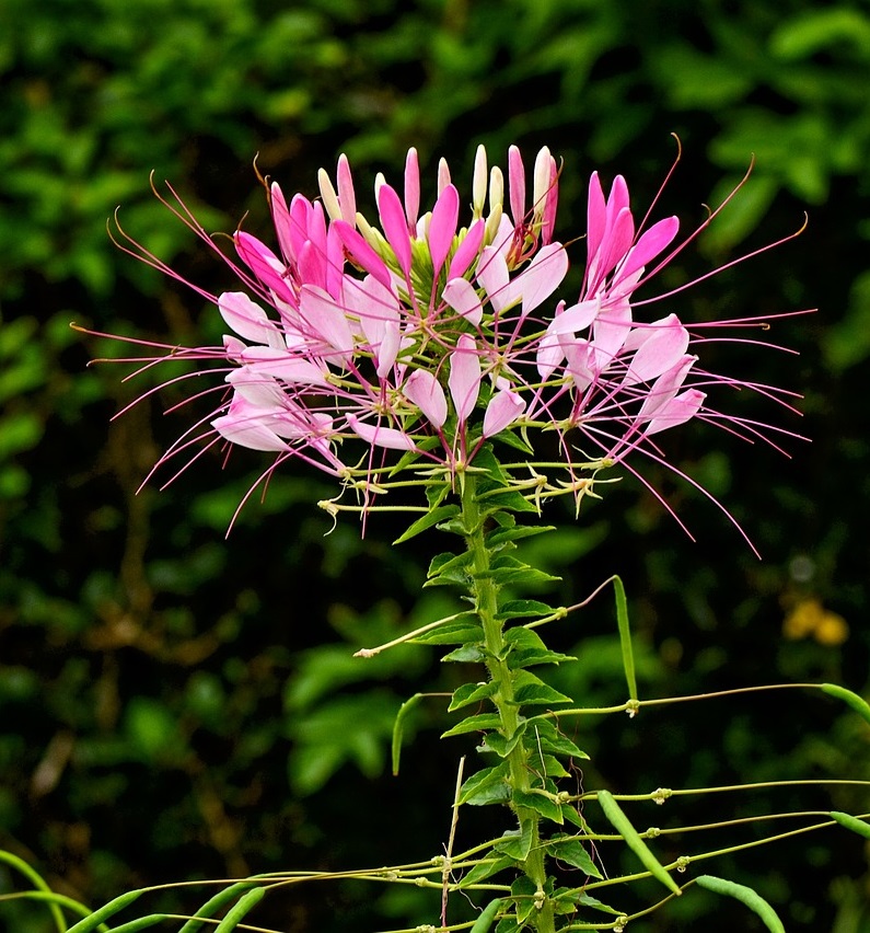 cleome fleur araignee - La jardinerie de pessicart nice - Livraison a domicile nice 06 plantes vertes terres terreaux jardinage arbres cactus