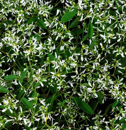 euphorbe diamond frost - Photo credit Royal Botanic Garden Sydney on VisualHunt.com - La jardinerie de pessicart nice - Livraison a domicile nice 06 plantes vertes terres terreaux jardinage arbres cactus