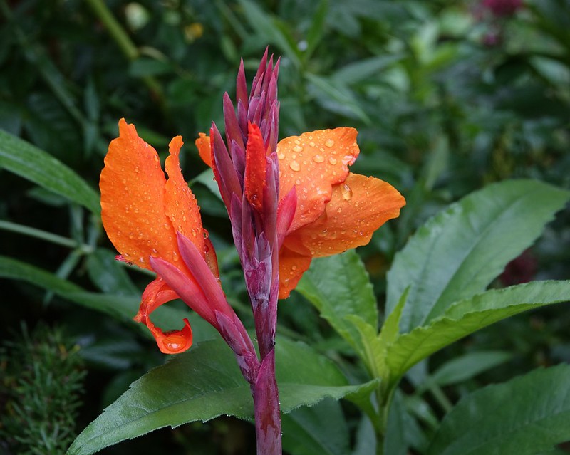 Canna - Photo credit Gerard Stolk on Visualhunt.com - La jardinerie de pessicart nice - Livraison a domicile nice 06 plantes vertes terres terreaux jardinage arbres cactus