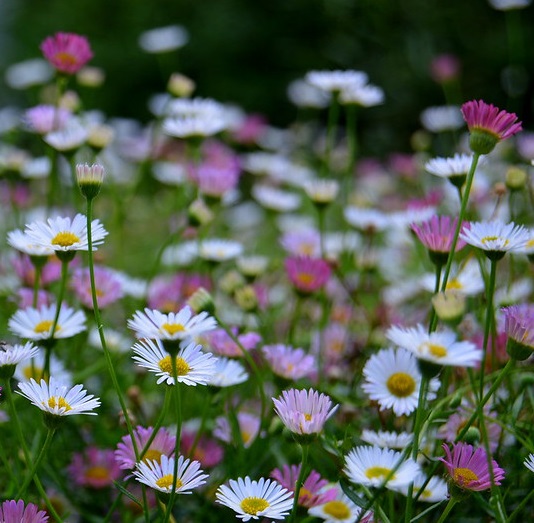 Vergerette Erigeron - Photo credit Sumana Khanom on Visualhunt.com - La jardinerie de pessicart nice - Livraison a domicile nice 06 plantes vertes terres terreaux jardinage arbres cactus