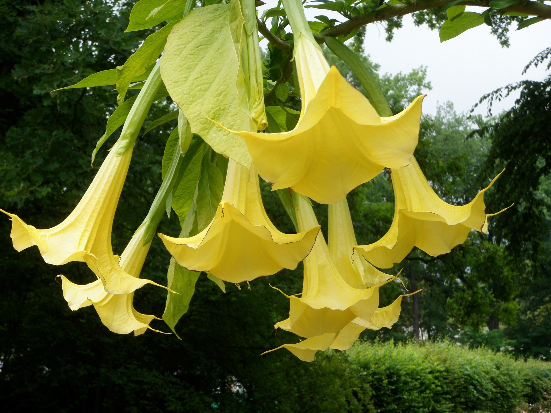 angel-trumpet-509445_1920