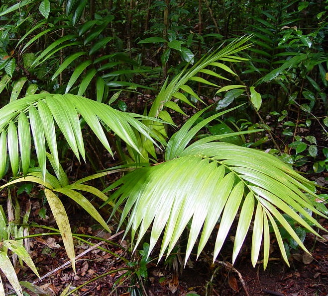 kentia howea forestiana- Photo credit tanetahi on Visualhunt La jardinerie de pessicart nice - Livraison a domicile nice 06 plantes vertes terres terreaux jardinage