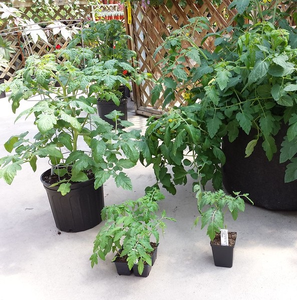 tomates plants Photo credit Les Serres Fortier on Visualhunt.com - La jardinerie de pessicart nice - Livraison a domicile nice 06 plantes vertes terres terreaux jardinage arbres cactus