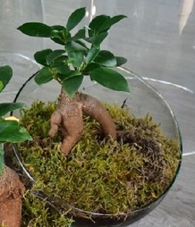 coupe bonsai ginseng - La jardinerie de pessicart nice - Livraison a domicile nice 06 plantes vertes terres terreaux jardinage arbres cactus