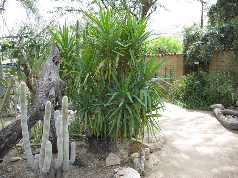 yucca elephantipes Photo credit MeganEHansen on Visualhunt  - La jardinerie de pessicart nice - Livraison a domicile nice 06 plantes vertes terres terreaux jardinage arbres cactus